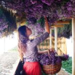 Сушим травы. Каждая травушка имеет свой срок сбора, способ и время сушки