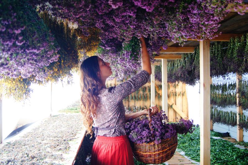 Сушим травы. Каждая травушка имеет свой срок сбора, способ и время сушки